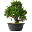 Juniperus chinensis Itoigawa, 31 cm, ± 15 anni