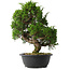 Juniperus chinensis Itoigawa, 36,5 cm, ± 15 jaar oud