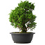 Juniperus chinensis Itoigawa, 31 cm, ± 15 anni