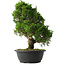 Juniperus chinensis Itoigawa, 36,5 cm, ± 15 jaar oud