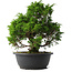 Juniperus chinensis Itoigawa, 31 cm, ± 15 anni