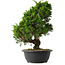 Juniperus chinensis Itoigawa, 36,5 cm, ± 15 jaar oud