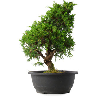 Juniperus chinensis Itoigawa, 34 cm, ± 15 anni