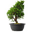 Juniperus chinensis Itoigawa, 34 cm, ± 15 anni