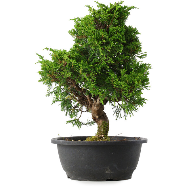 Juniperus chinensis Itoigawa, 34 cm, ± 15 ans