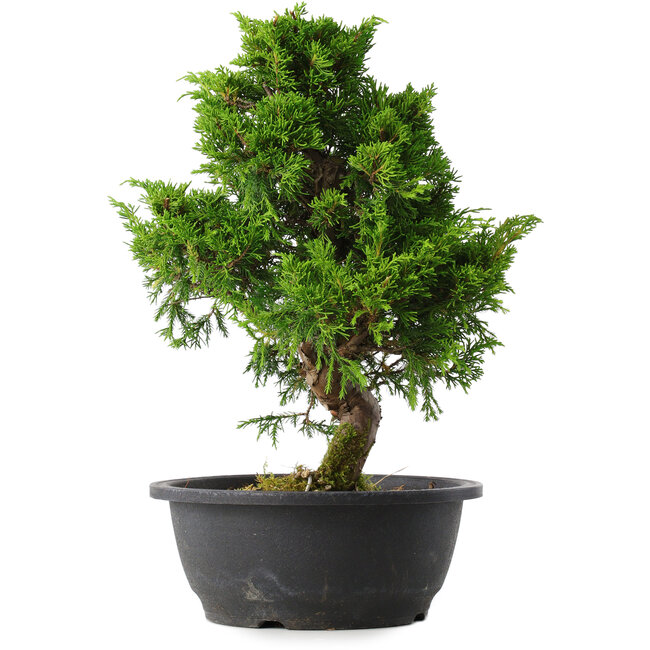 Juniperus chinensis Itoigawa, 34 cm, ± 15 jaar oud