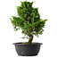 Juniperus chinensis Itoigawa, 34 cm, ± 15 anni