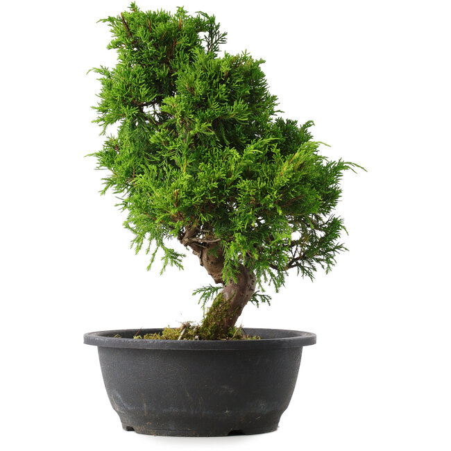 Juniperus chinensis Itoigawa, 34 cm, ± 15 ans