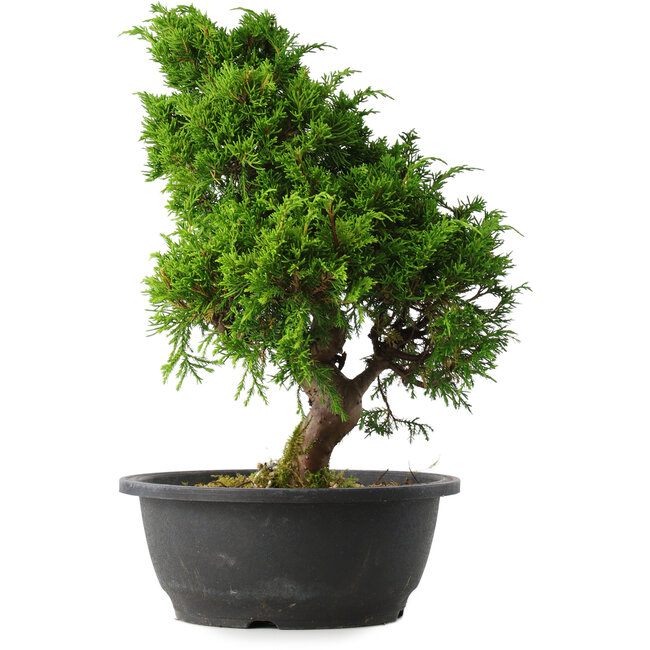 Juniperus chinensis Itoigawa, 34 cm, ± 15 Jahre alt