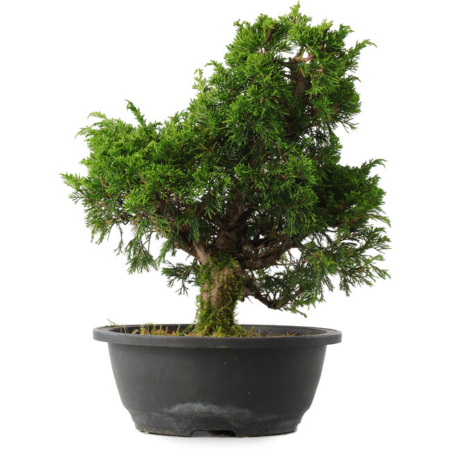 Juniperus chinensis Itoigawa, 31,5 cm, ± 15 anni