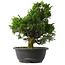 Juniperus chinensis Itoigawa, 31,5 cm, ± 15 anni