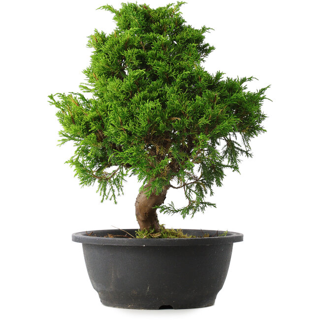 Juniperus chinensis Itoigawa, 34 cm, ± 15 jaar oud