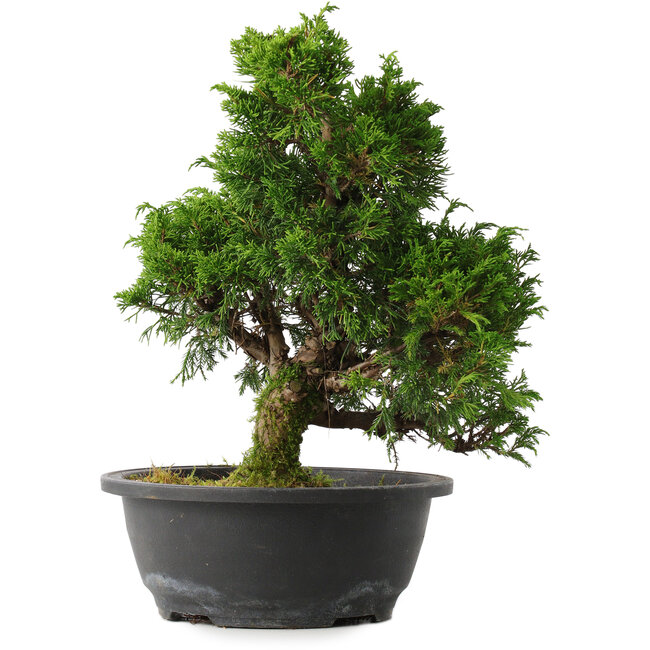 Juniperus chinensis Itoigawa, 31,5 cm, ± 15 years old