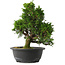 Juniperus chinensis Itoigawa, 31,5 cm, ± 15 anni