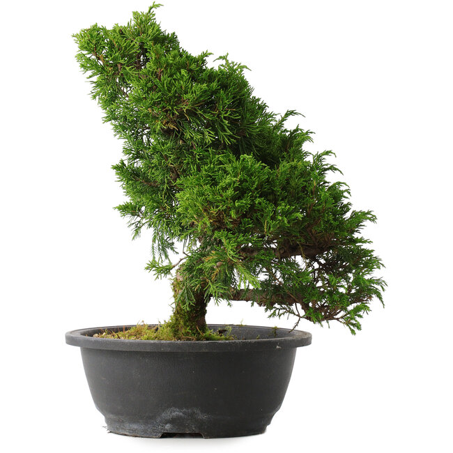 Juniperus chinensis Itoigawa, 31,5 cm, ± 15 ans