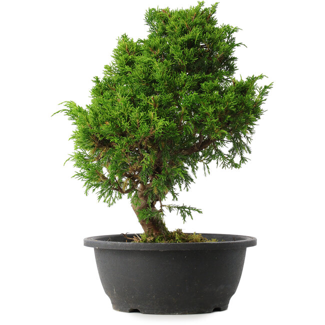Juniperus chinensis Itoigawa, 34 cm, ± 15 jaar oud