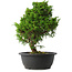 Juniperus chinensis Itoigawa, 34 cm, ± 15 anni