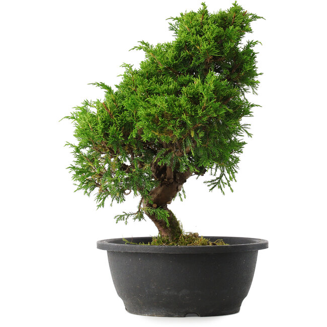 Juniperus chinensis Itoigawa, 34 cm, ± 15 jaar oud