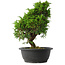 Juniperus chinensis Itoigawa, 34 cm, ± 15 anni