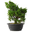 Juniperus chinensis Itoigawa, 31,5 cm, ± 15 anni