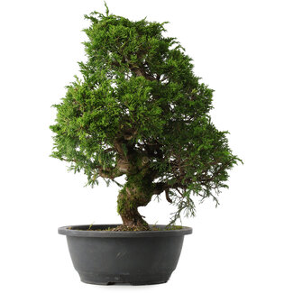 Juniperus chinensis Itoigawa, 37 cm, ± 15 anni