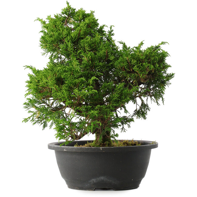 Juniperus chinensis Itoigawa, 31,5 cm, ± 15 ans