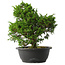 Juniperus chinensis Itoigawa, 31,5 cm, ± 15 anni