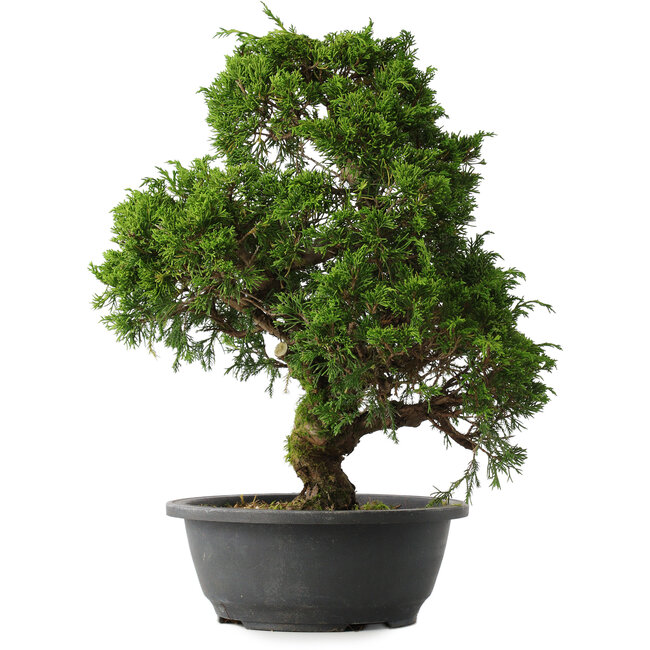 Juniperus chinensis Itoigawa, 37 cm, ± 15 jaar oud