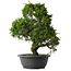 Juniperus chinensis Itoigawa, 37 cm, ± 15 anni