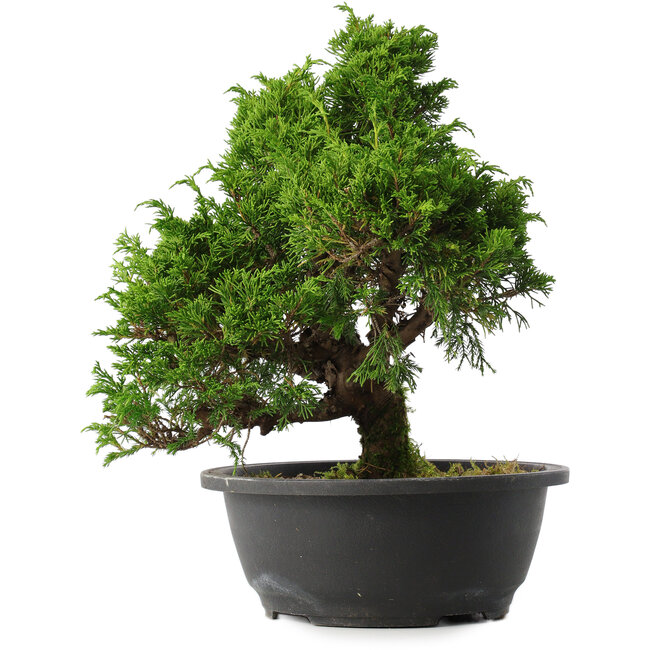 Juniperus chinensis Itoigawa, 31,5 cm, ± 15 Jahre alt