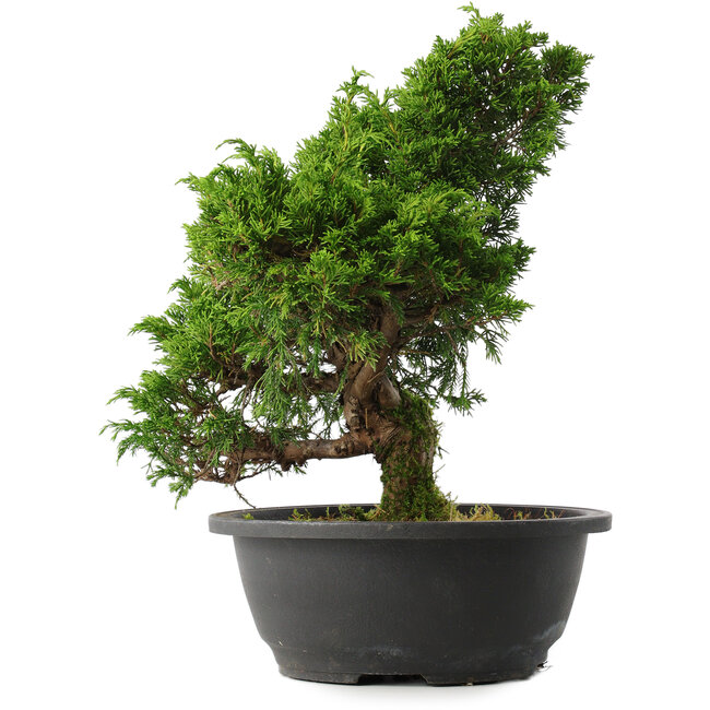 Juniperus chinensis Itoigawa, 31,5 cm, ± 15 Jahre alt