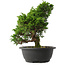 Juniperus chinensis Itoigawa, 31,5 cm, ± 15 anni