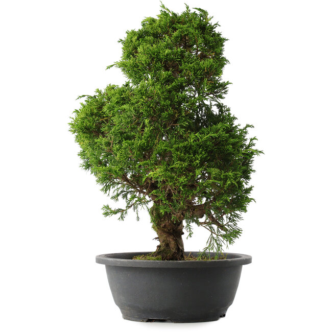 Juniperus chinensis Itoigawa, 37 cm, ± 15 years old