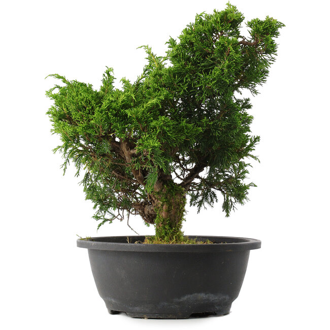 Juniperus chinensis Itoigawa, 31,5 cm, ± 15 anni