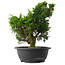 Juniperus chinensis Itoigawa, 31,5 cm, ± 15 anni