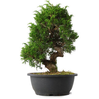 Juniperus chinensis Itoigawa, 31,5 cm, ± 15 jaar oud