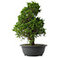 Juniperus chinensis Itoigawa, 37 cm, ± 15 anni