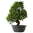 Juniperus chinensis Itoigawa, 37 cm, ± 15 anni