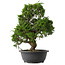 Juniperus chinensis Itoigawa, 37 cm, ± 15 anni