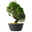 Juniperus chinensis Itoigawa, 31,5 cm, ± 15 jaar oud