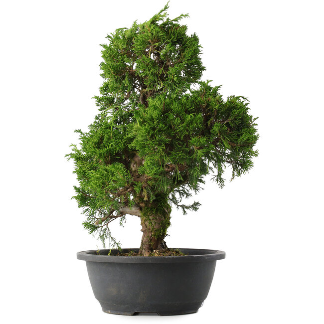 Juniperus chinensis Itoigawa, 37 cm, ± 15 years old