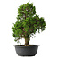 Juniperus chinensis Itoigawa, 37 cm, ± 15 anni