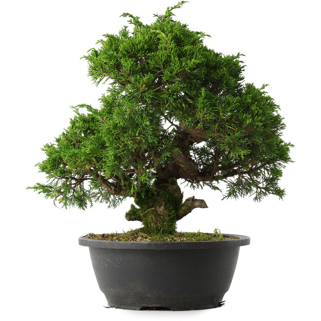 Juniperus chinensis Itoigawa, 30,5 cm, ± 15 anni