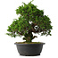 Juniperus chinensis Itoigawa, 30,5 cm, ± 15 anni