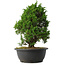 Juniperus chinensis Itoigawa, 31,5 cm, ± 15 jaar oud