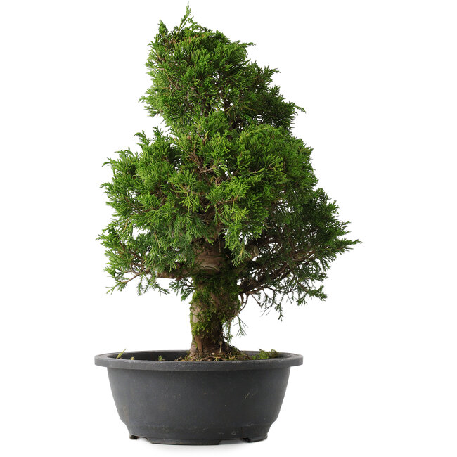 Juniperus chinensis Itoigawa, 37 cm, ± 15 jaar oud