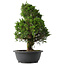 Juniperus chinensis Itoigawa, 37 cm, ± 15 anni