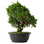 Juniperus chinensis Itoigawa, 30,5 cm, ± 15 anni