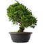 Juniperus chinensis Itoigawa, 30,5 cm, ± 15 anni