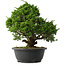 Juniperus chinensis Itoigawa, 30,5 cm, ± 15 anni